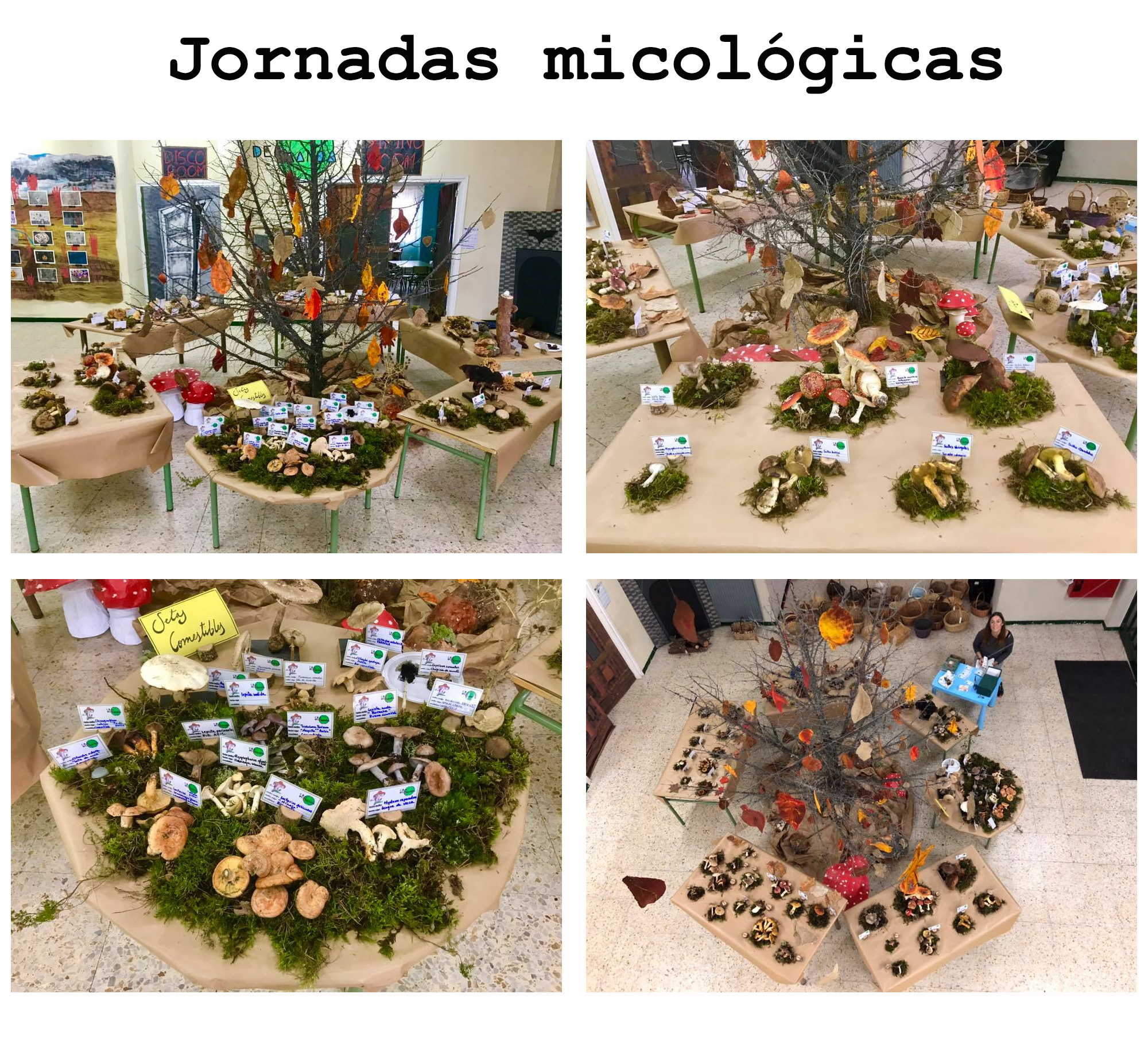 Jornadas micológicas